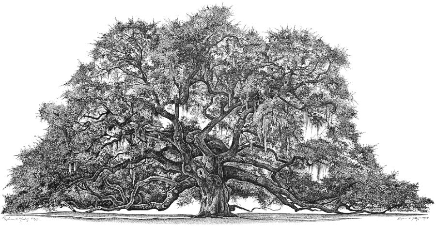 Angel Oak (Giclee)