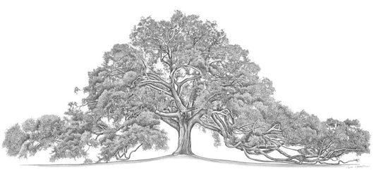 Cummer Oak