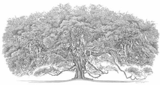 Dueling Oak
