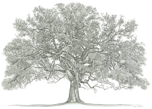 Evangeline Oak