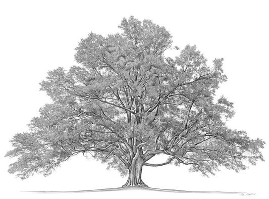 Family Tree