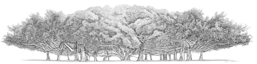 Great Maui Banyan