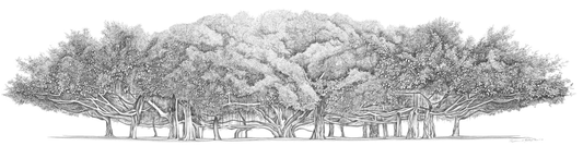 Great Maui Banyan