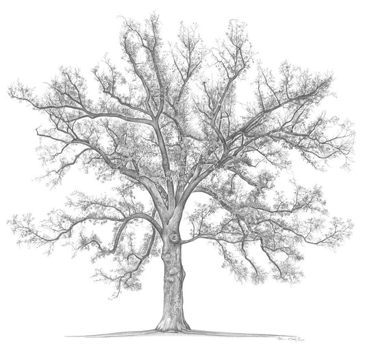 John F. Kennedy Oak