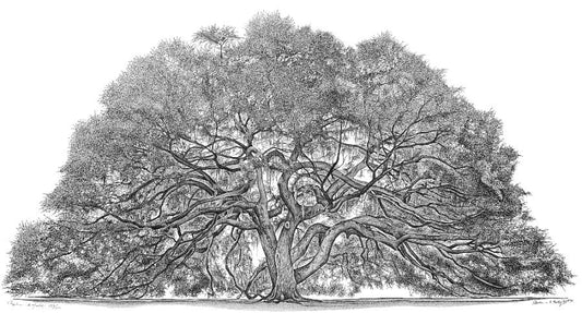 Majestic Oak (Artist Proof Edition)