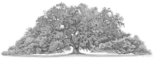 Treaty Oak (Artist Proof Edition)