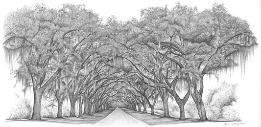 Wormsloe Oaks