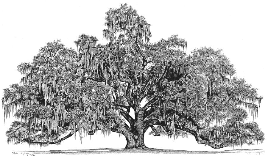 Middleton Oak (Artist Proof)