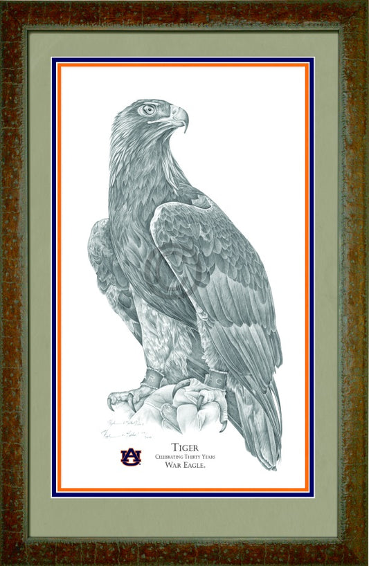 Tiger - War Eagle (Artist Proof)
